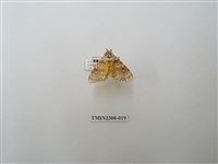 藏品(波斑毒蛾)的圖片